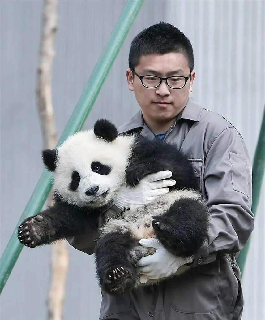 Очень много панд. Много панд. Сколько панд осталось в мире. 1600 панд на улицах гонконга. Сколько осталось панд.