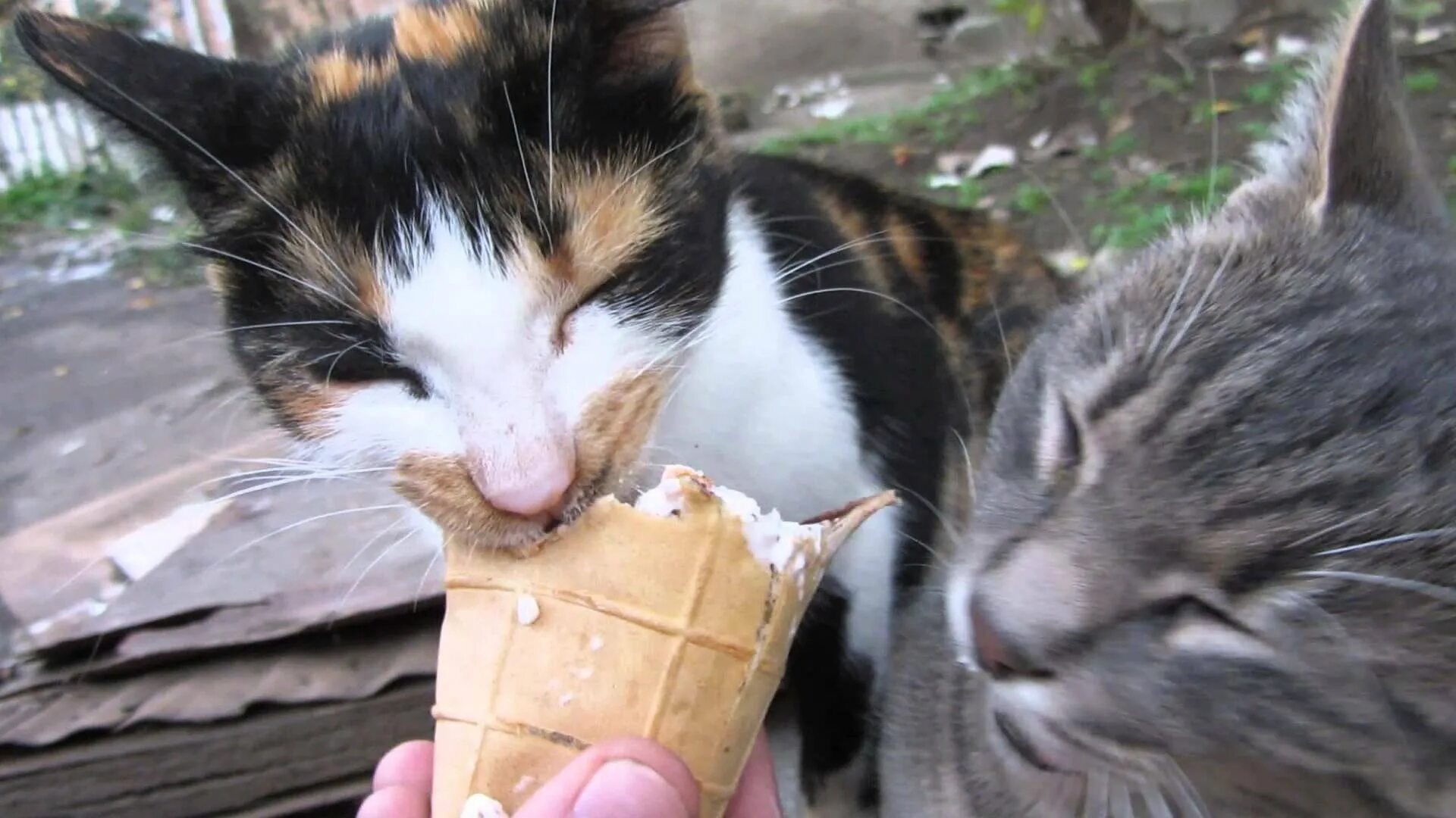 Коты мороженщик. Кошка мороженое. Кот ест мороженое. Котик кушает мороженое. Котенок ест.