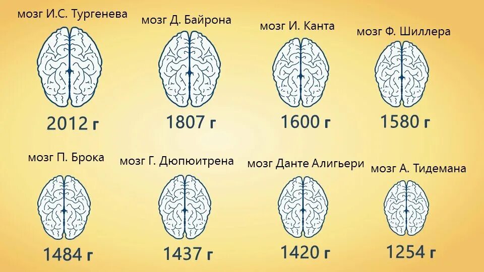 1 масса головного мозга. Размер мозга. Размер мозга человека. Тургенев масса мозга. Размер мозга и интеллект.