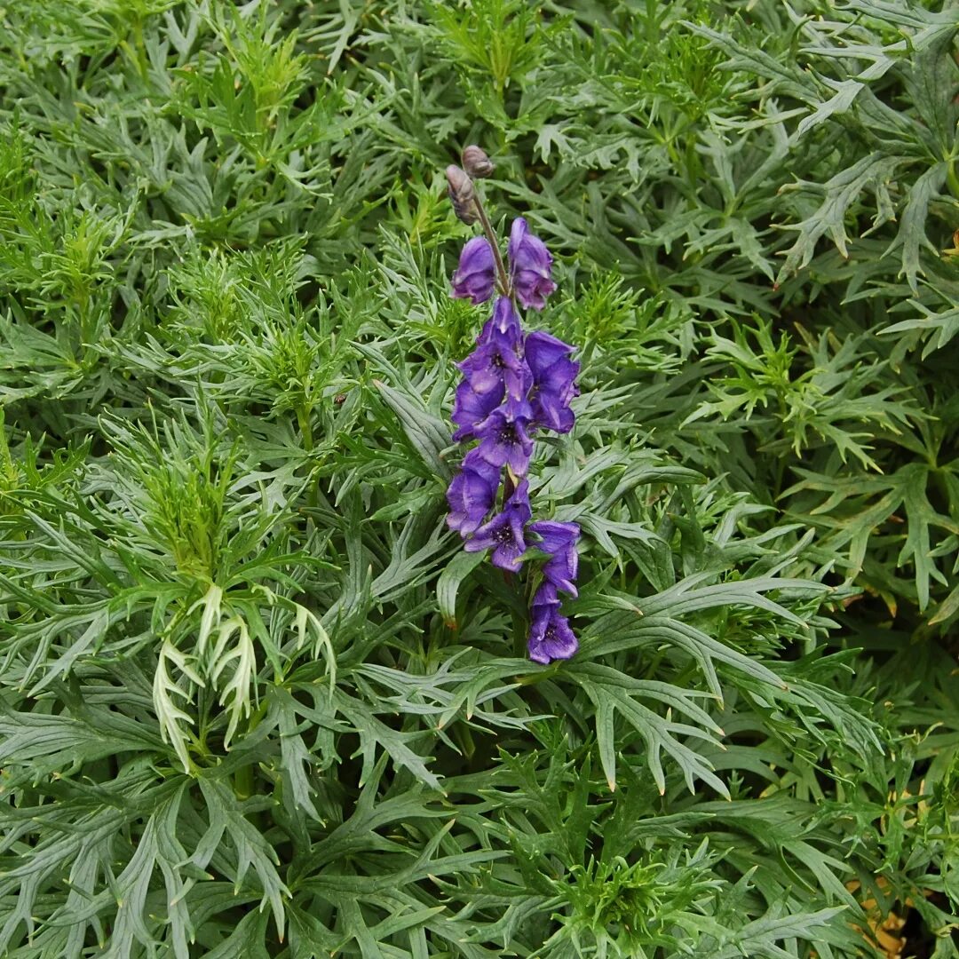 Аконит листья. Аконит клобучковый. аконит клобучковый (aconitum napellus). аконит (борец клобучковый) рубеллум. аконит клобучковый (aconitum napellus) видовой.
