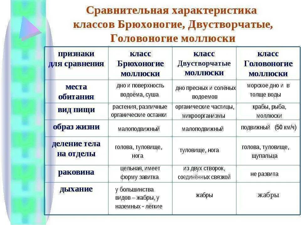 Общая характеристика классы моллюсков. Таблица по биологии 7 класс сравнительная характеристика моллюсков. Таблица сравнение брюхоногих двустворчатых и головоногих. Таблица общая характеристика головоногих моллюсков. Общая характеристика типа моллюски 7 класс биология таблица.