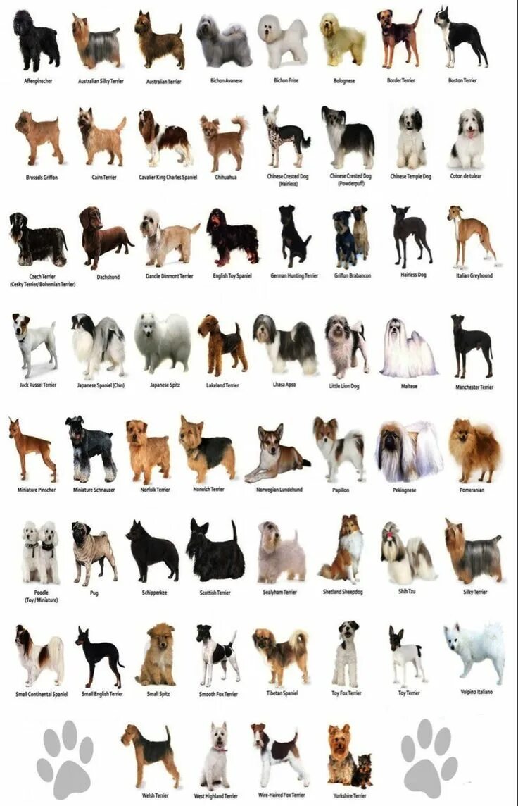 Pin on animals and pets Big dog breeds, Big fluffy dogs, Cute dogs