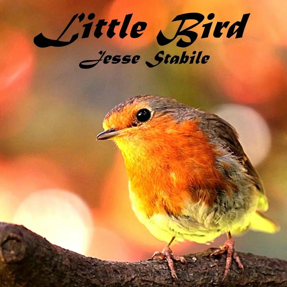 Хочу птица слушать. 5 Little Birds. Little Bird песня. Cozy little Bird.