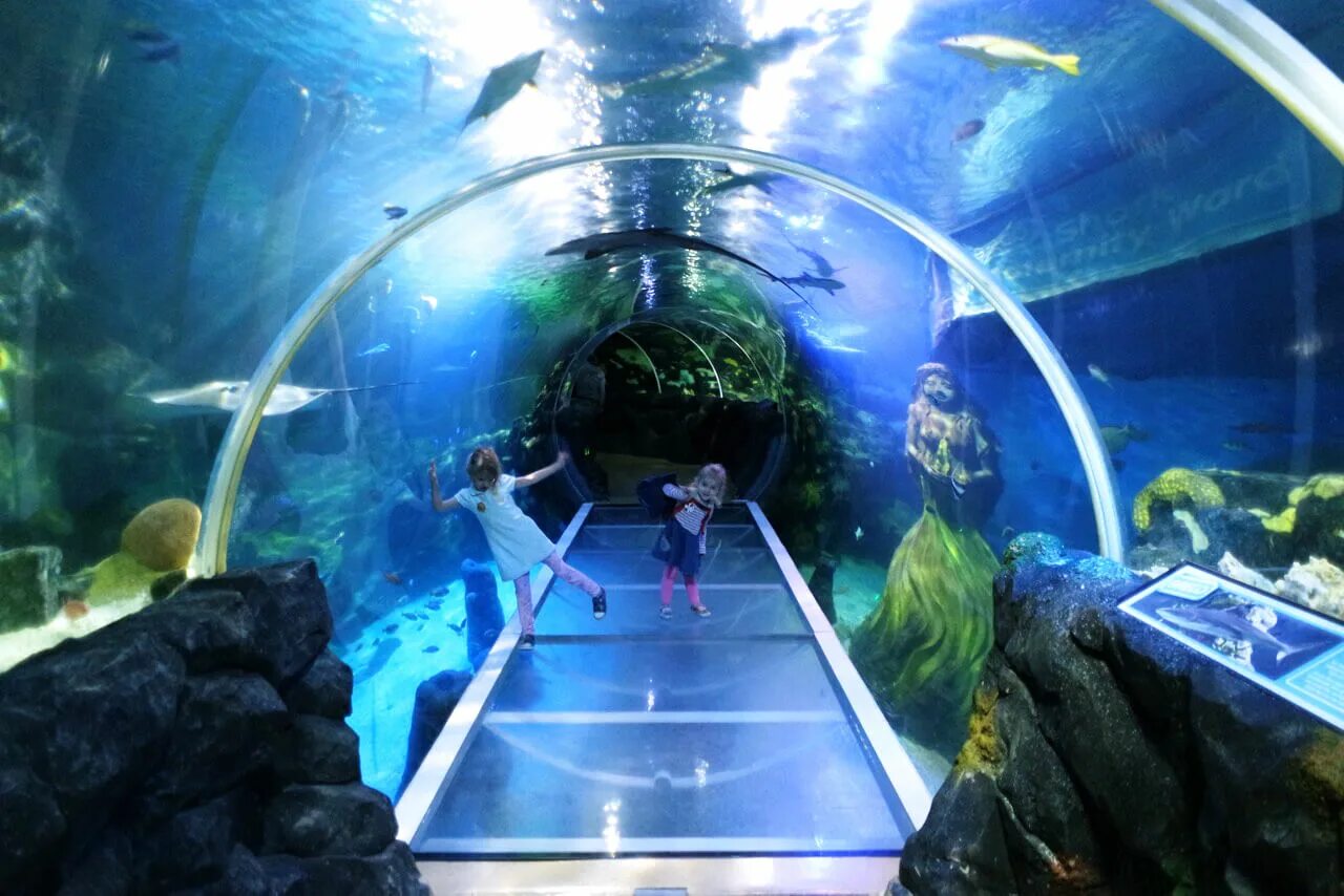 Аквариум мельбурн. Мельбурнский аквариум австралия 1953 год. Океанариум в мельбурне. Мельбурнский аквариум австралия. Океанариум океан парк геленджик.