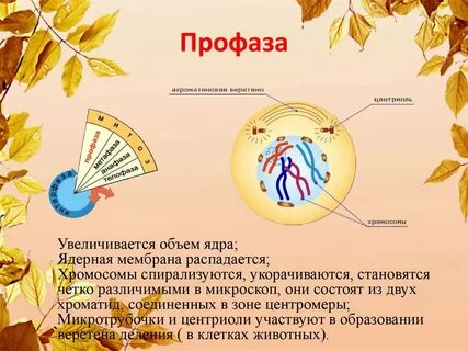 Ядро в профазе