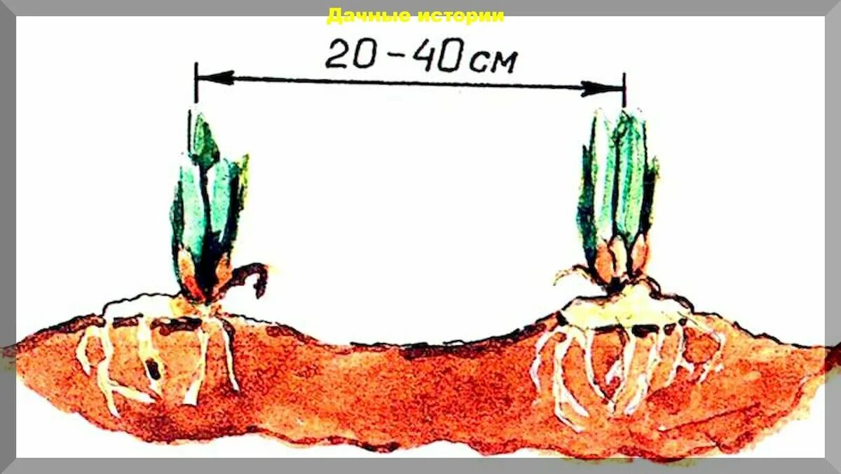 На каком расстоянии сажать цветы. Ирисы корневищные посадка. Схема посадки корневищных ирисов. Посадка корневища ириса. Ирисы бородатые посадка весной.