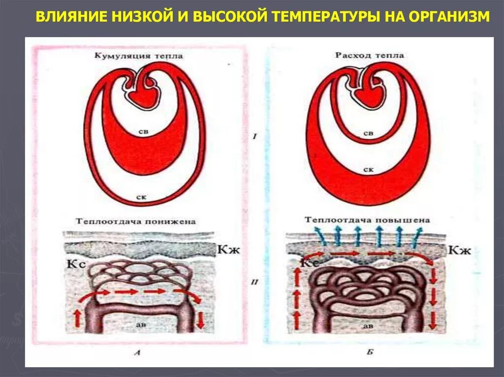 Воздействие низких температур на организм. Влияние высокой температуры. Высокая температура влияние на организм. Влияние высокой температуры на организм человека.