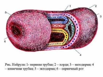 Хорда под нервной трубкой