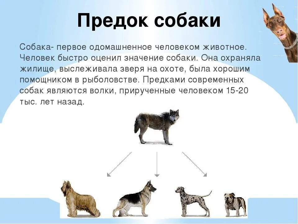 Выводить породу. Предки собак. Дикий предок собаки. Собаки произошли от Волков. От кого произошли собаки.