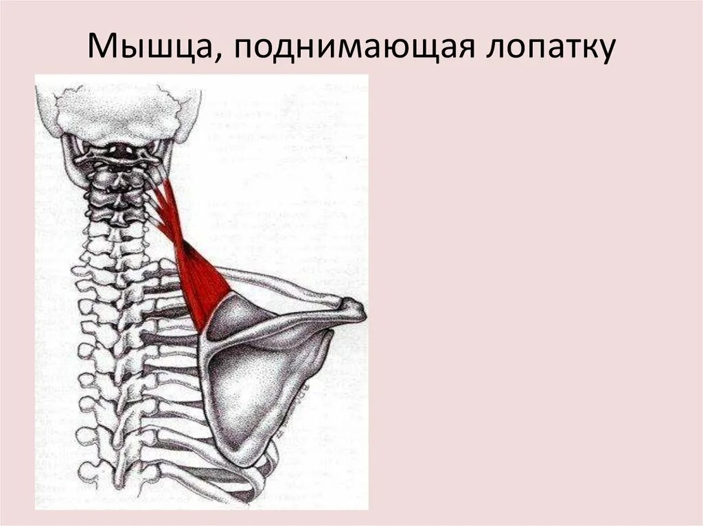 Синдром мышцы поднимающей