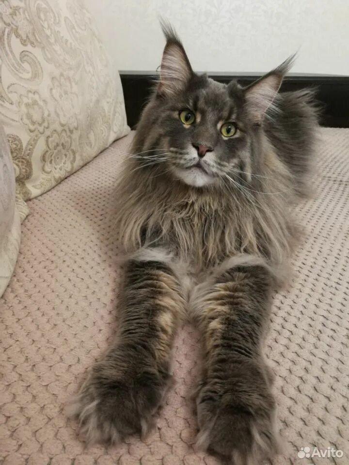 Огромные коты мейн кун. Мейн-кун. Майкуны коты. Коты игрушечные мейн куны. Мейн кун n22.