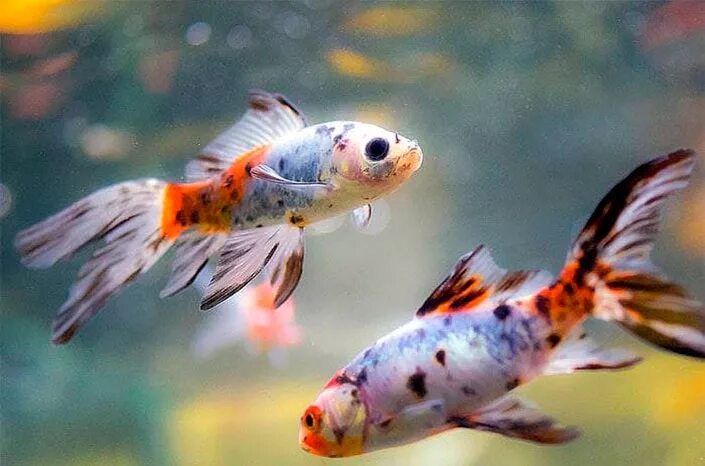 Золотая рыбка Шубункин бристольский ситцевый (Goldfish Bristol Shubunkin calico)