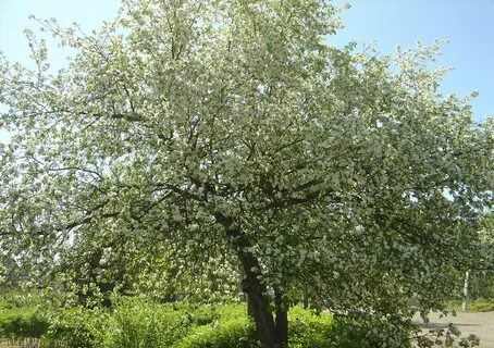 Яблони в тени