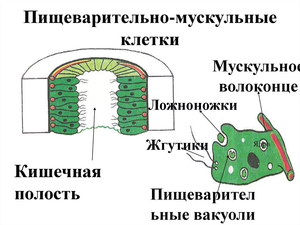 Мускульные клетки функции. Пищеварительно-мускульные клетки функции. кишечно мускульные клетки. пищеварительно мускульная клетка строение и функции. пищеварительно-мускульные клетки рисунок.