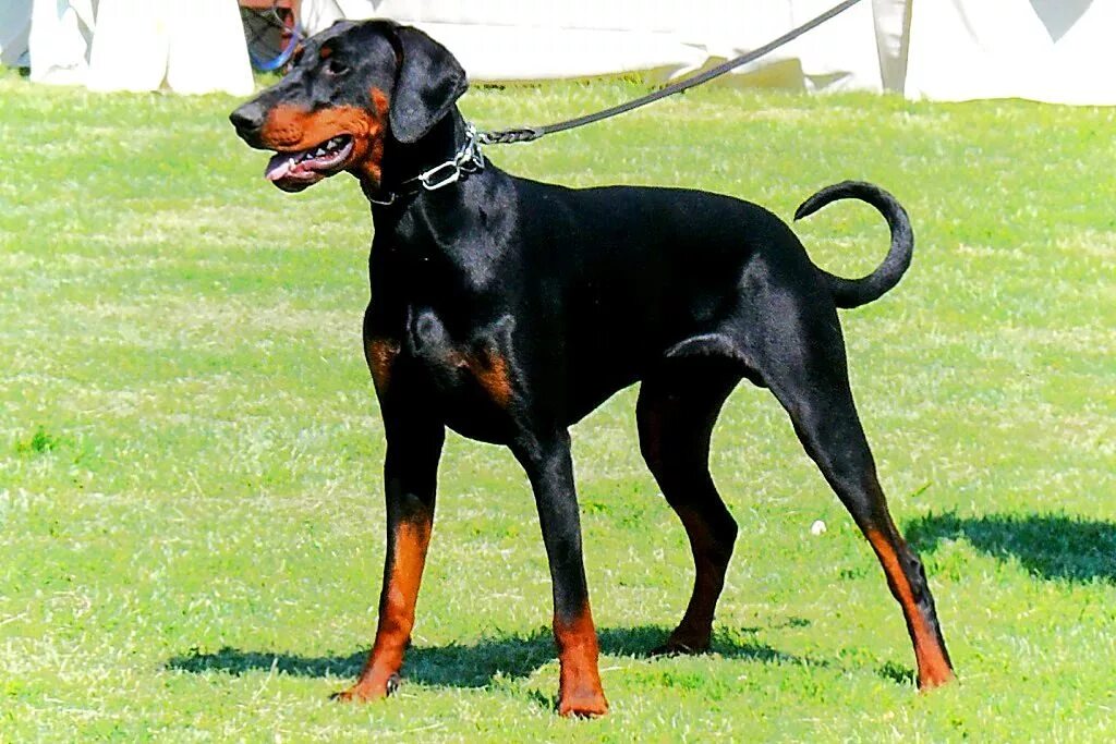 Без купирования. Доберман некупированный. Без купирования. Без купирования. Доберман уши купируют.