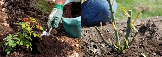 Посадка розы из коробки в открытый грунт. Посадка роз весной в открытый грунт. посадка розы из коробки весной в открытый грунт. посадка розы из коробки весной в открытый.
