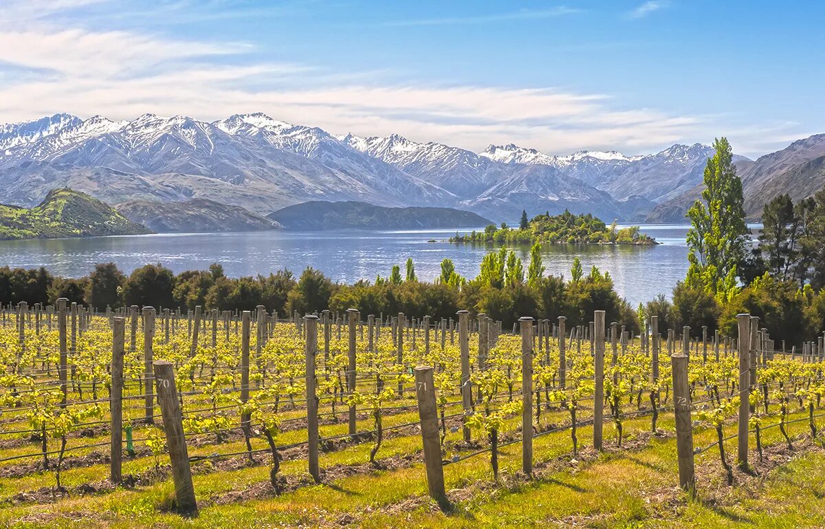 Промышленность новой зеландии. Новая Зеландия виноградники. Марлборо (Marlborough, новая Зеландия) виноградники. Долина Мальборо новая Зеландия. Новая Зеландия Мальборо винодельческий регион.