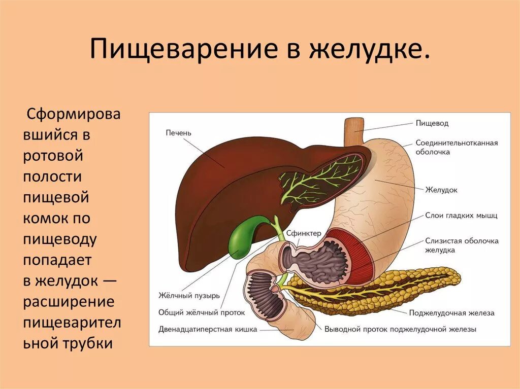 Строение желудка пищеварение в желудке