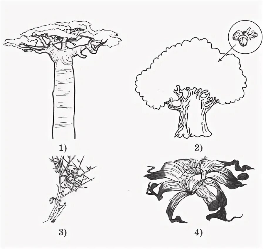 родственные связи представить в виде схемы. задание по впр родственные связи. родственные связи можно представить в виде схемы например. впр 4 класс математика коннова ольховая. родственные связи можно представить в виде схемы например.