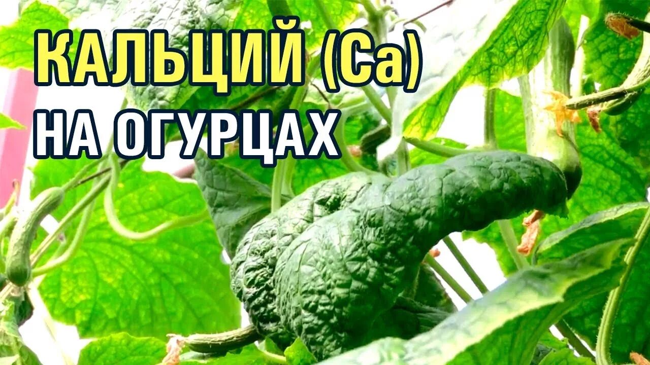 Статьи " Избыток - недостаток веществ у огурцов