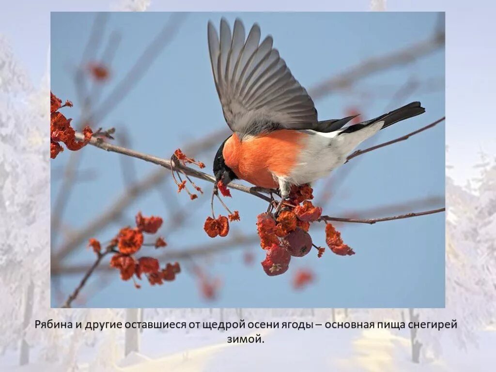 Снегирь в полете. Cytubh d gjktnt. Снегирь летает. Снегирь взлетает.