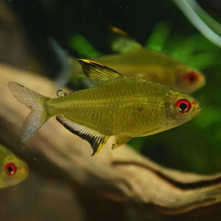 Р тетр. Тетра лимонная рыбка аквариумная. Hyphessobrycon pulchripinnis. Пульхрипиннис аквариумная рыбка. Пульхрипиннис (Hyphessobrycon pulchripinnis).