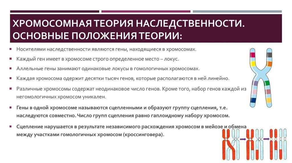 Кто имеет одинаковый набор генов. Теория Томаса Моргана генетика. 1. Хромосомная теория наследственности.. Т. Морган создал хромосомную теорию наследственности в. 14. Т.Морган и хромосомная теория наследственности.