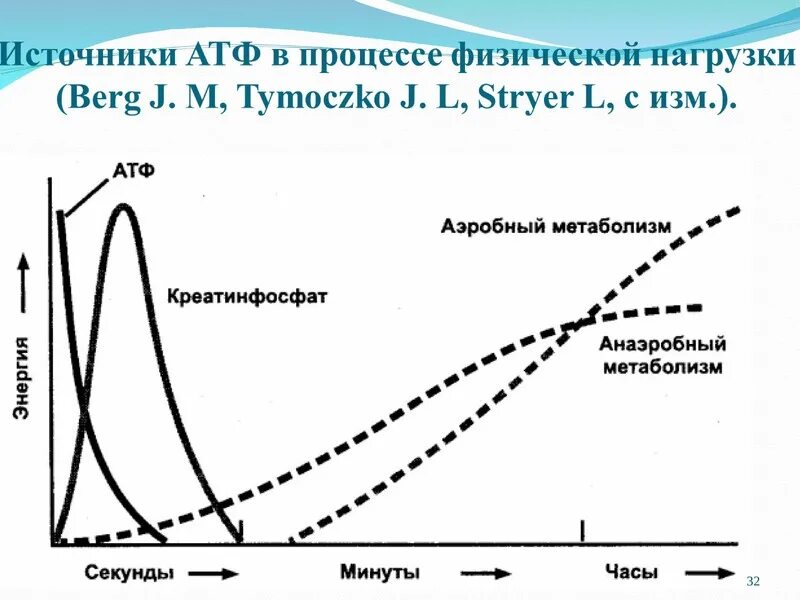 Дефицит атф. Источники атф. источники для синтеза атф. атф при физических нагрузках. источники для ресинтеза атф.