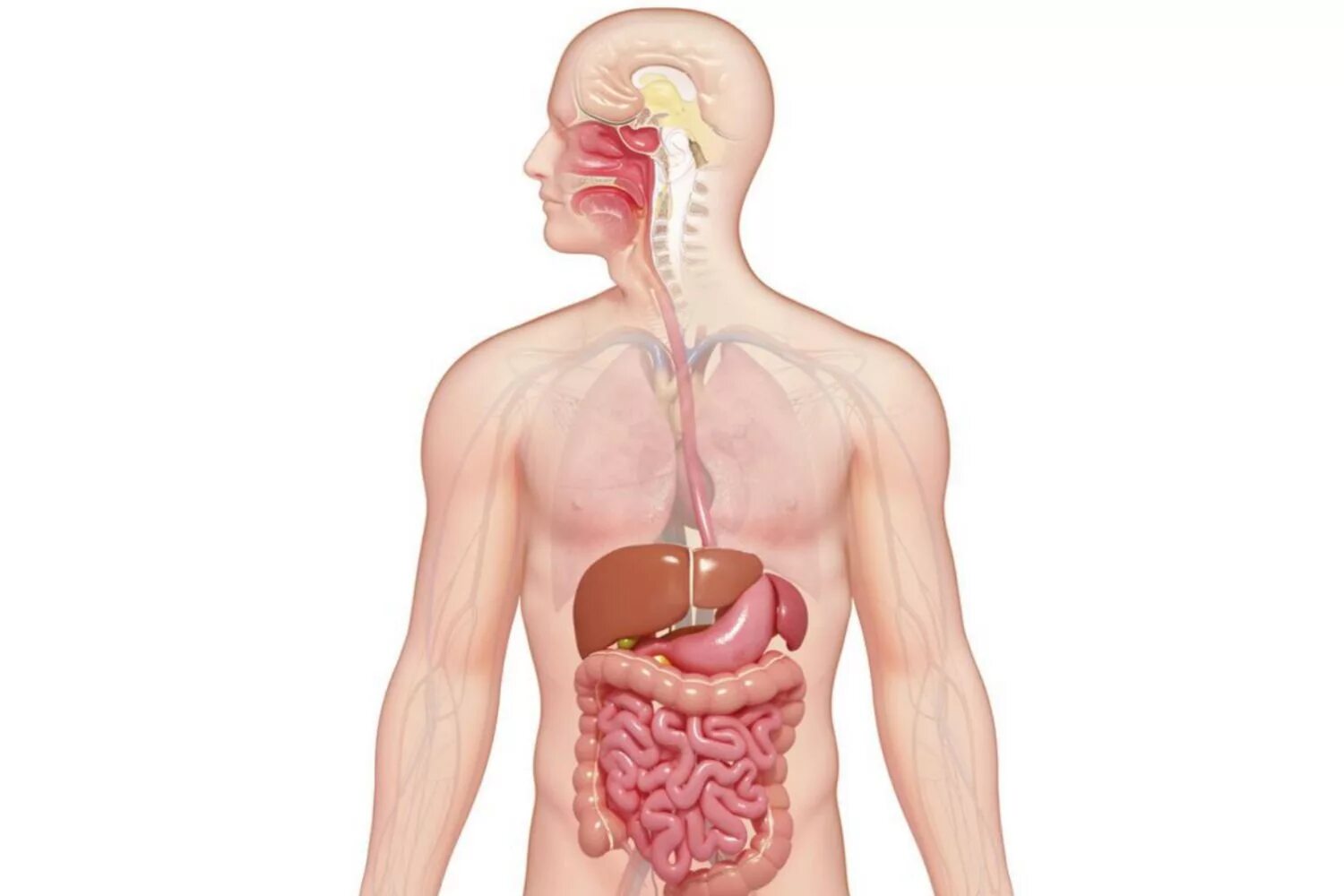 Органы участвующие в пищеварении человека. Пищеварительный тракт анатомия. Система органов пищеварительной системы. Анатомия внутренних органов желудочно кишечного тракта. Пищеварительная системаеловека.