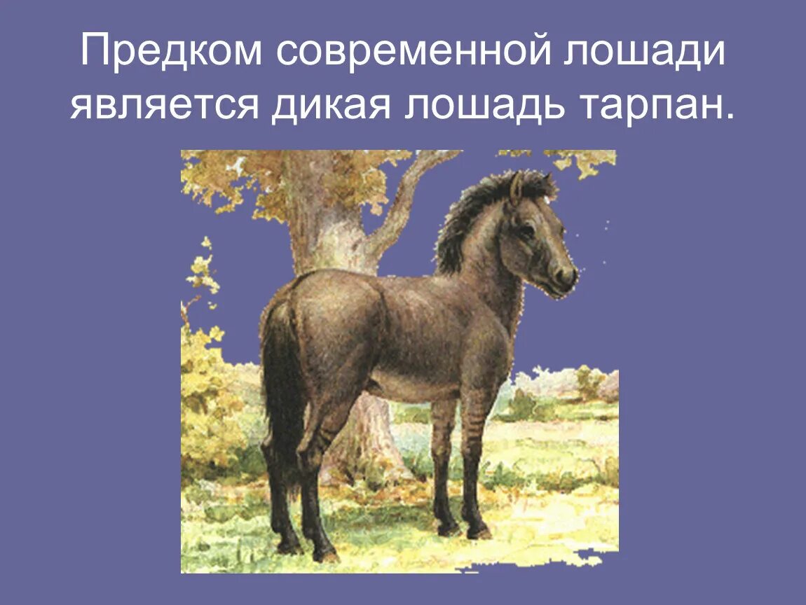 Лошадь является диким животным. Предок лошади тарпан. дикий предок современных лошадей. домашние животные предки. предком коня является.