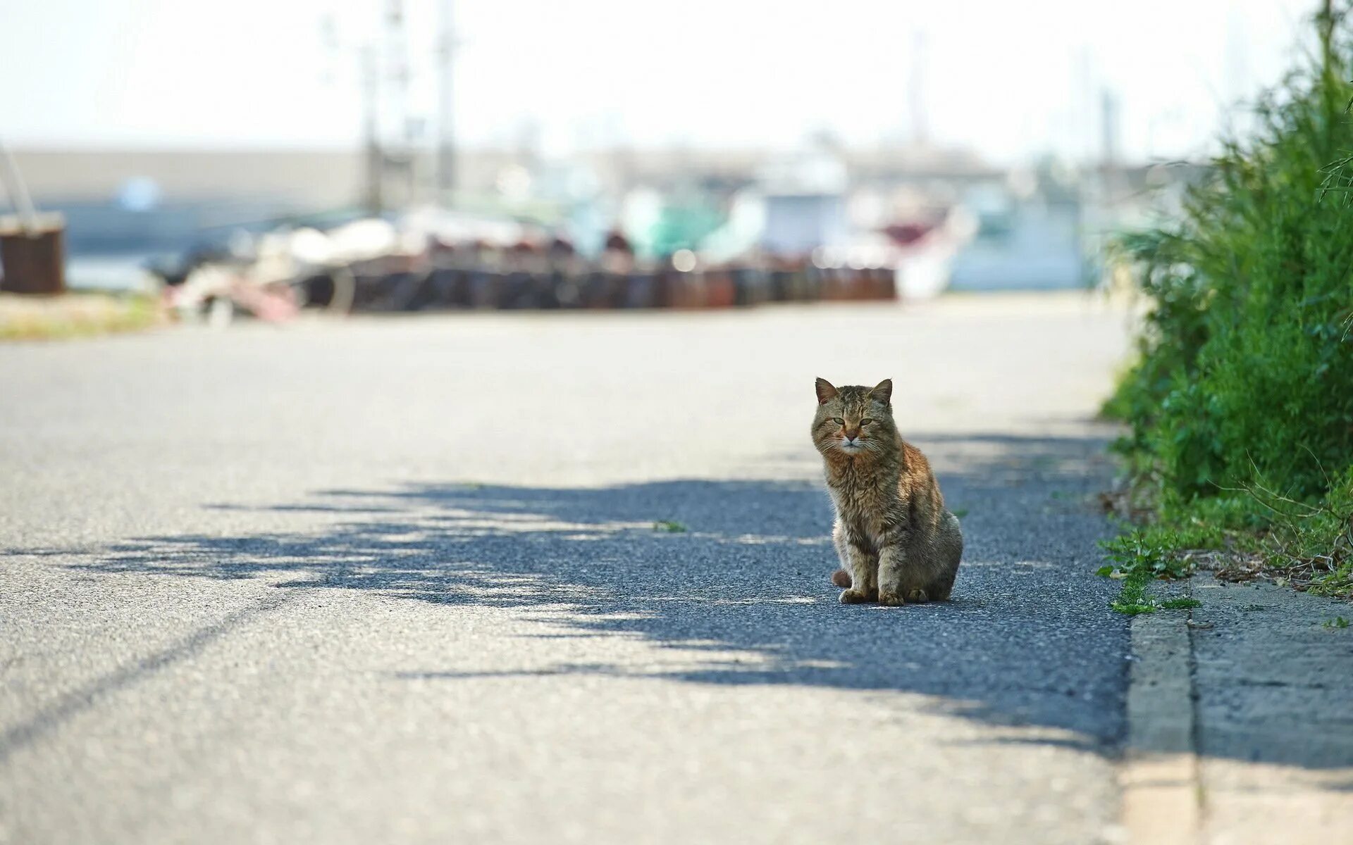 Коты и кошки на улице. Коты на улице. кошка сидит на улице. котенок на улице. котенок на дороге.
