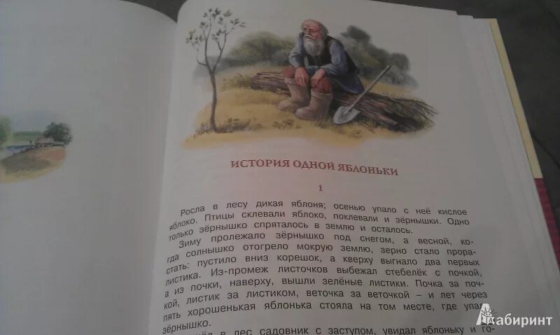 Ушинский яблонька. Наталья забила книги. Ушинский история одной яблоньки картинки. Константин ушинский дикая яблонька. Ушинского «история одной яблоньки».