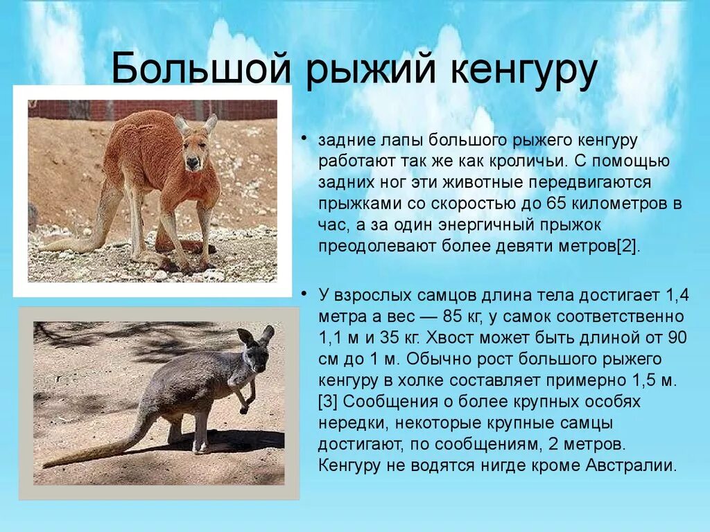 Почему яйцекладущие и сумчатые сохранились в основном