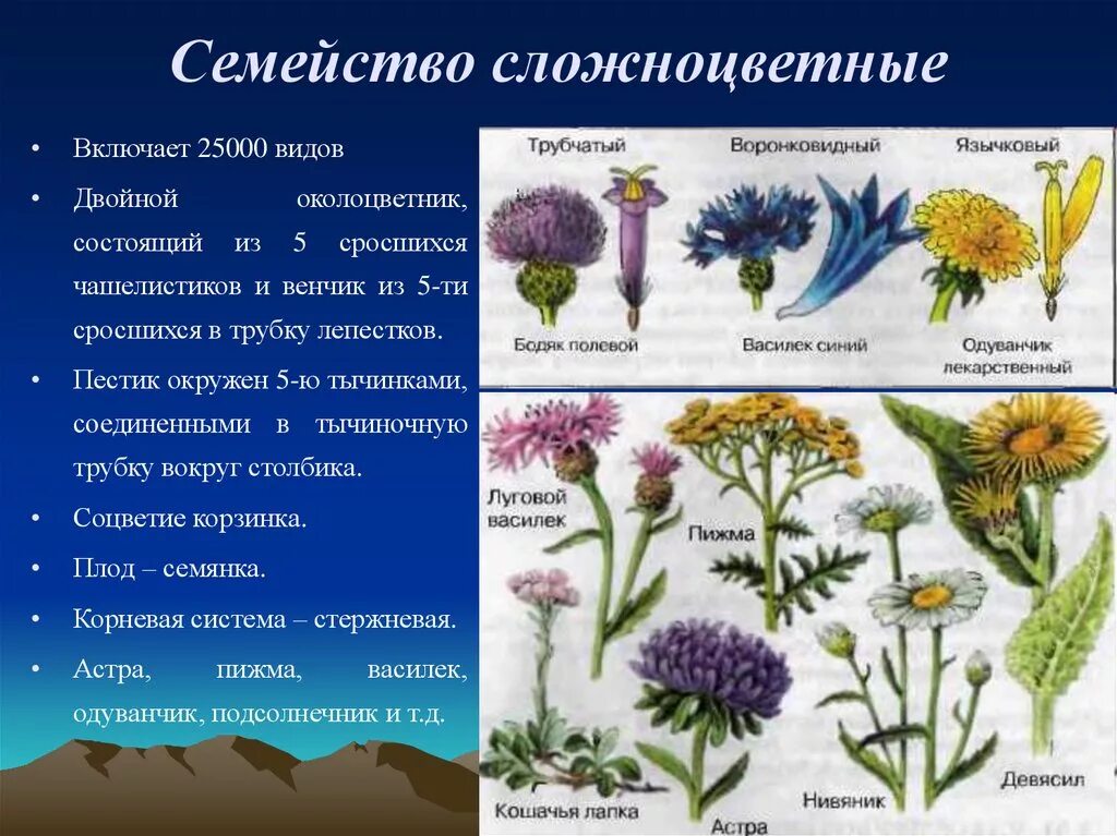 Растения семейства астровые название. Семейство Сложноцветные Астровые. Сложноцветные Астровые цветки. Семейства покрытосеменных растений Сложноцветные.