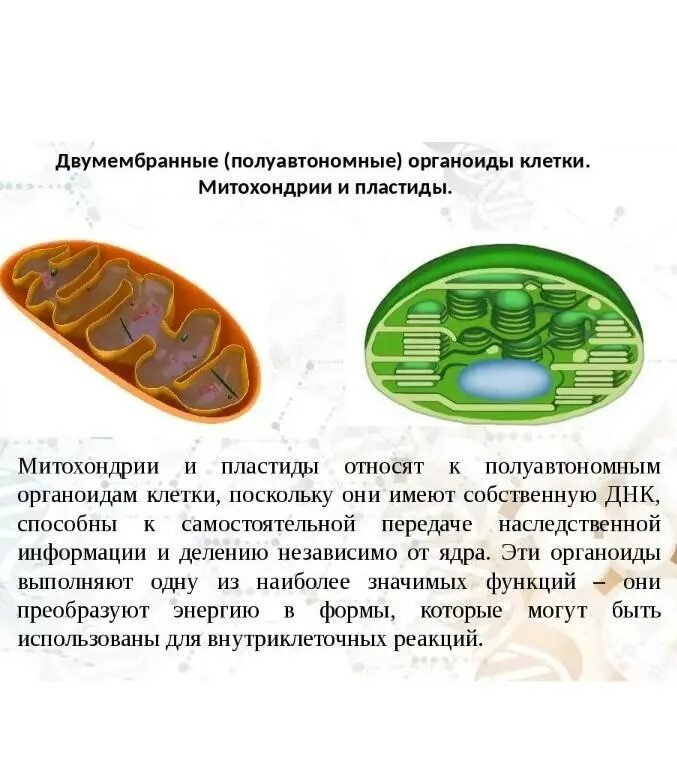 Признаки митохондрий и хлоропластов. Олуавтономные органоиды клетк. Полуавтономные органоиды клетки это. Митохондрии пластиды органоиды движения клеточные включения. Что такое двумембранные и полуавтономные органоиды.