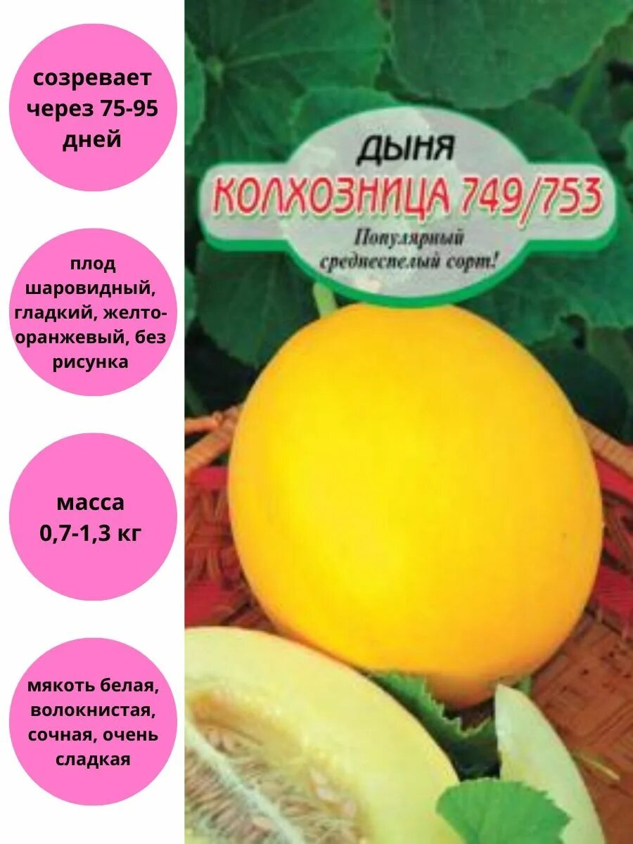 Колхозница оранжевая внутри. Дыня колхозница 749753. дыня колхозница среднеспелая. сорт дыни колхозница. дыня колхозница оранжевая внутри сорт.
