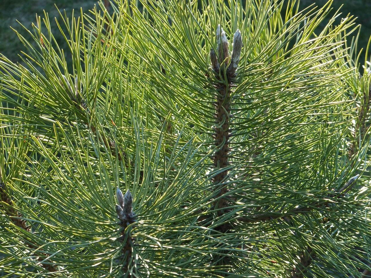 Сосна нигра описание. Сосна Pinus nigra. Сосна черная (Pinus nigra). Сосна черная Австрийская. Сосна Нигра Австрийская.