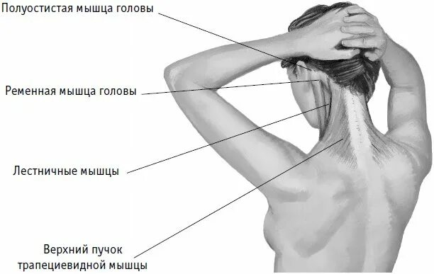 Боли в затылочной части головы и шеи. Болит затылок. Болит затылок головы.