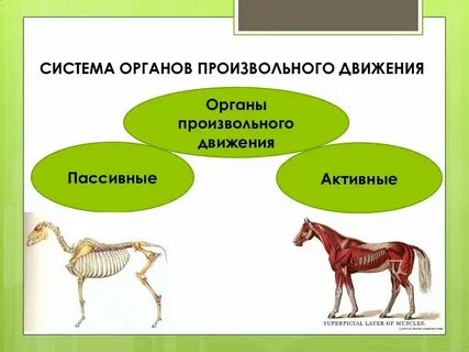 Виды опорных систем животных