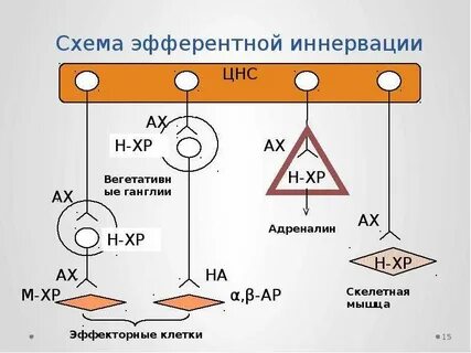 Что такое иннервация