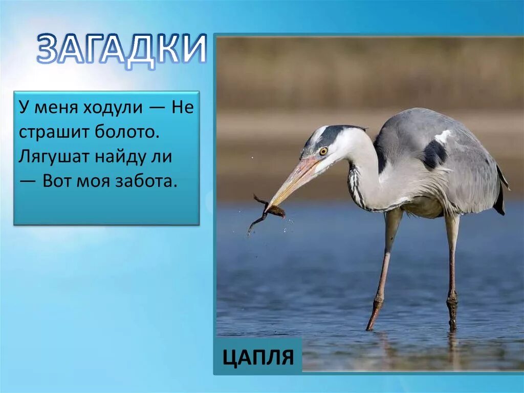 Несколько цапель или цаплей как правильно