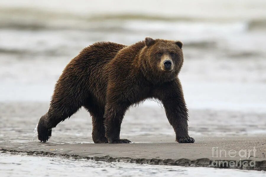 Bears walk