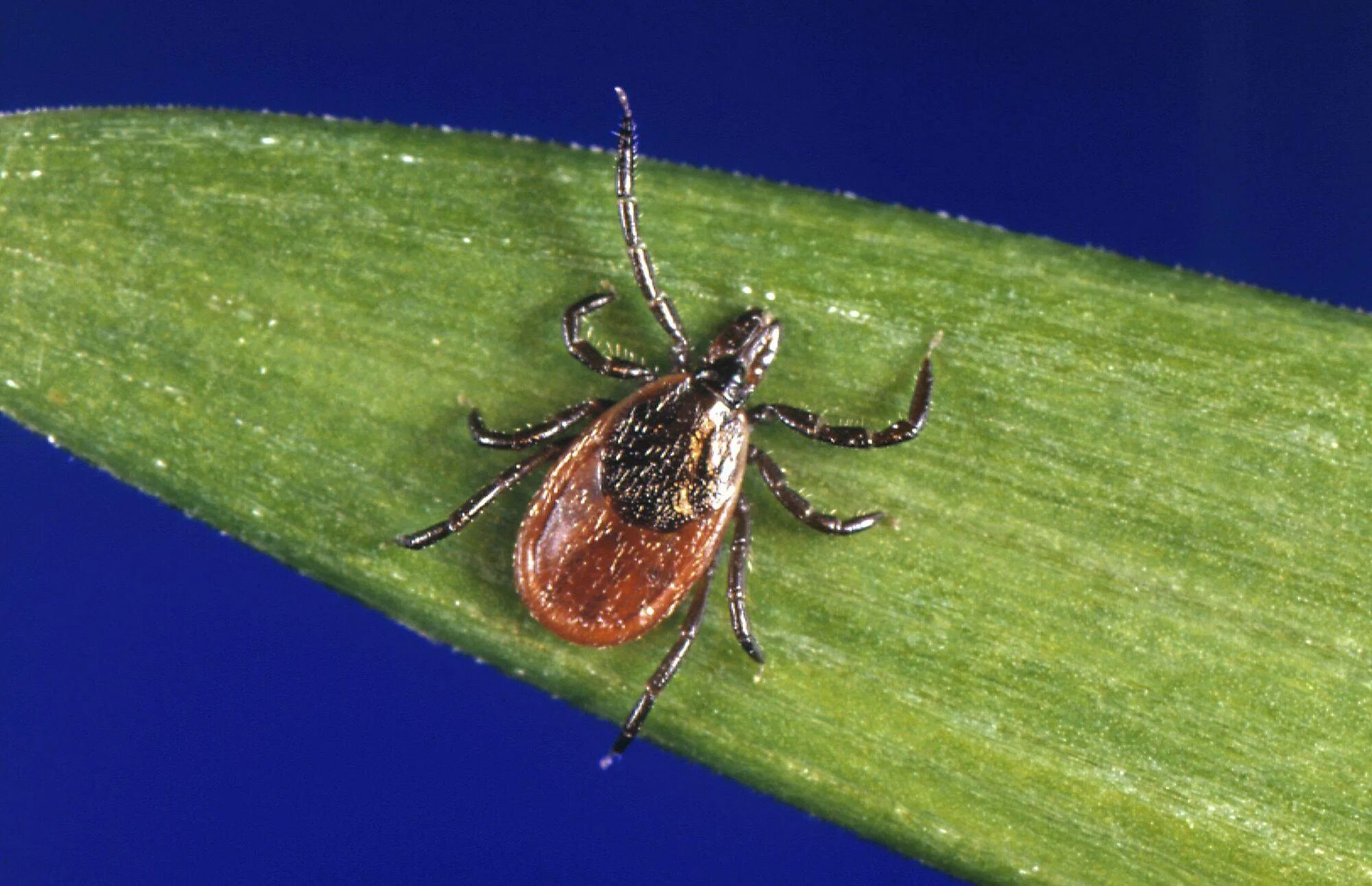 Черноногий клещ (Ixodes scapularis). Иксодовые клещи. Клещи рода Ixodes. Клеща Павловского (Ixodes Pavlovskyi). Что такое клещ