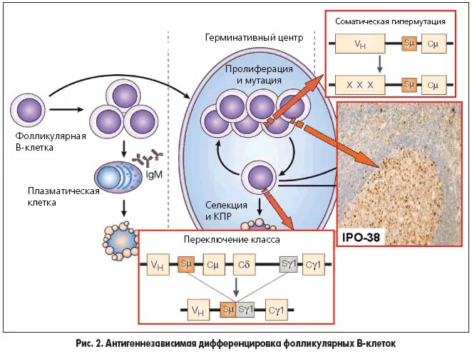 Узи лимфатических узлов шеи заключение. Лимфогранулематоз диагностика. Дифференцировка лимфоузла. Этапы дифференцировки. Биопсия лимфоузла заключение.