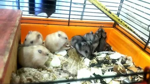 Как продать хомяка из тг