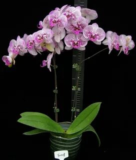 Phal pearl