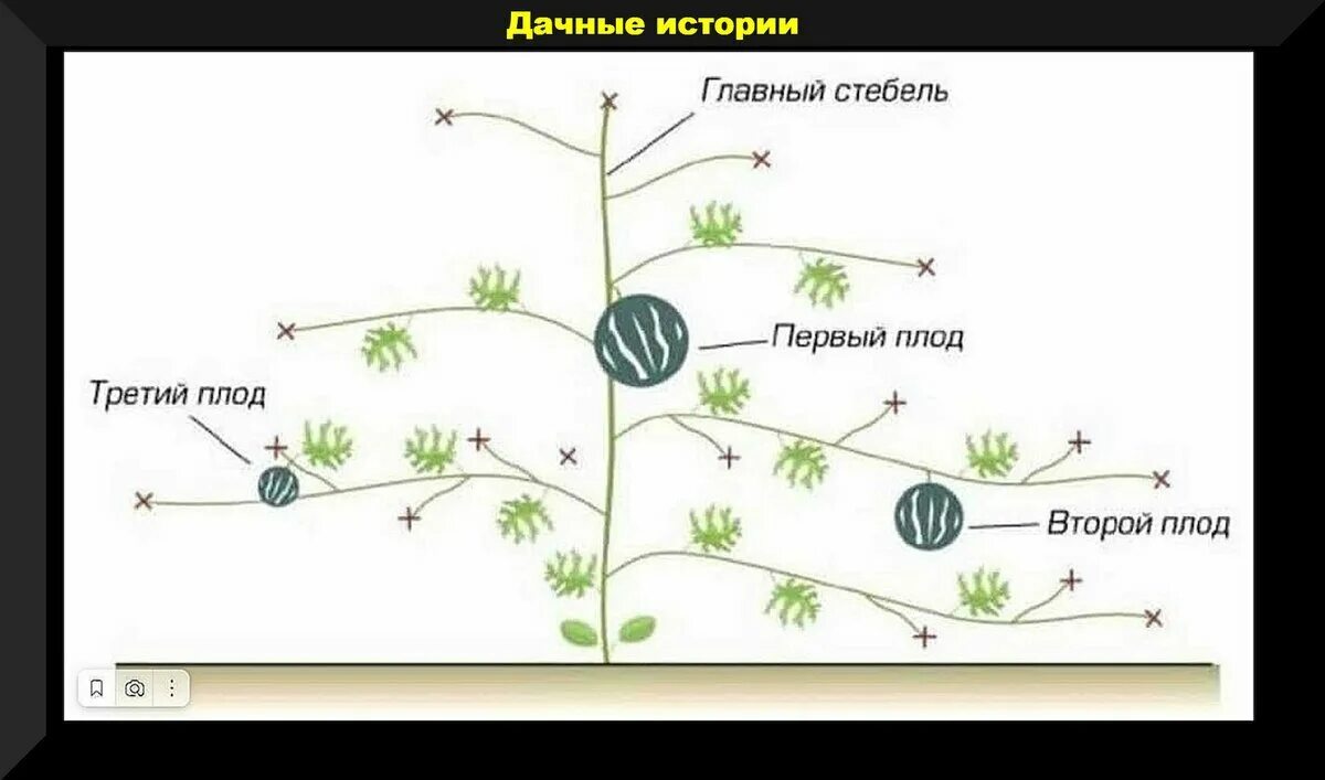 Как правильно вырастить дыню