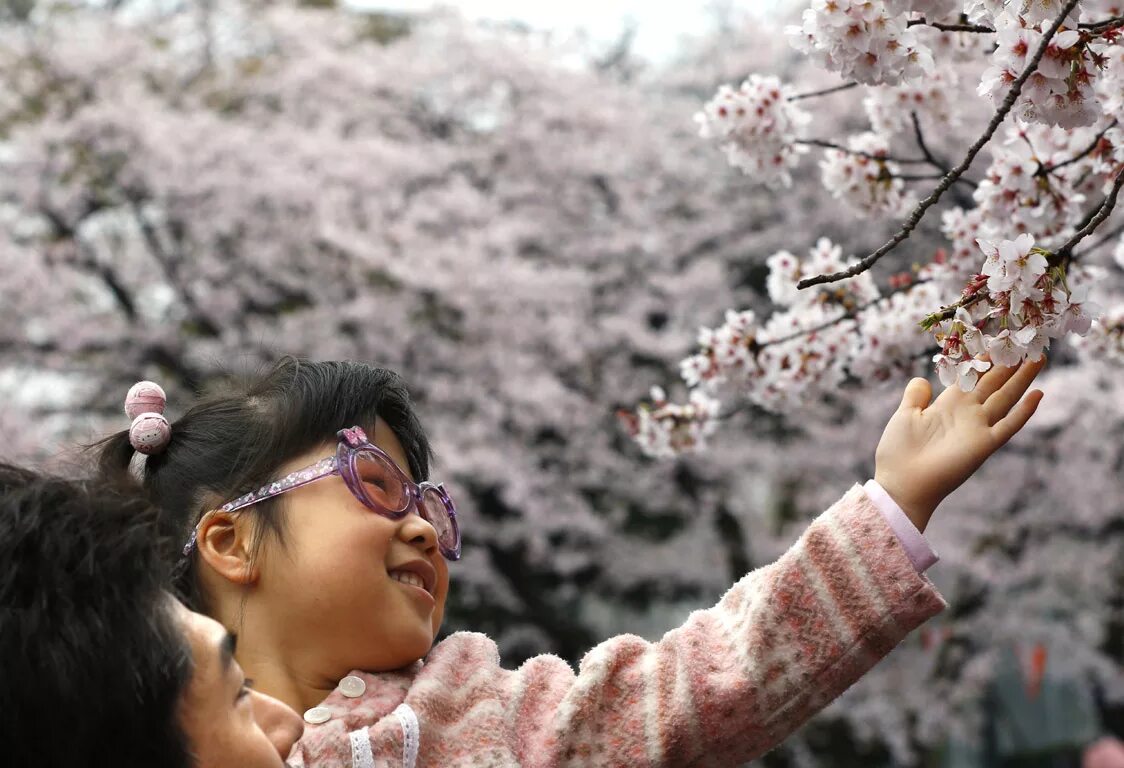 Сакуры человека. Ханами – любование сакурой в Японии. Праздник цветения Сакуры в Японии. Искусство любования цветами в Японии. Японцы любуются сакурой.