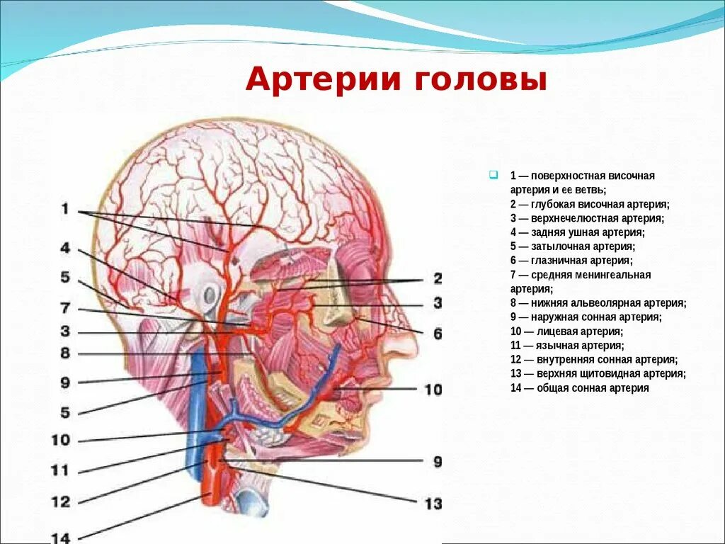 Анатомия сосудов головы. Средняя менингеальная артерия анатомия. Кровоснабжение поверхностной височной артерии. Поверхностная височная артерия анастомозирует. Задняя глубокая височная артерия.