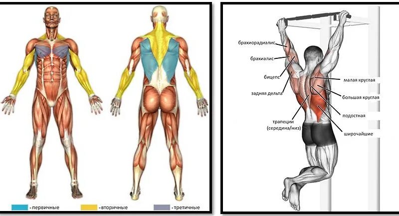 Подтягивания схема мышц. Подтягивания мышцы задействованы. Мышцы задействованные при подтягивании. Группы мышц задействованные при подтягивании.